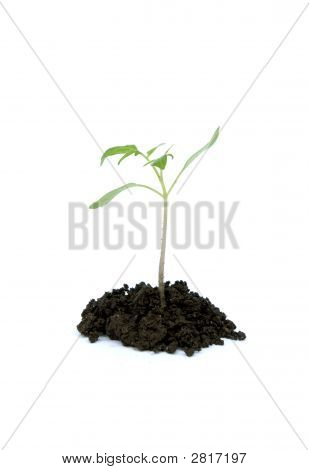 Little Plant