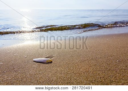 Cuttlebone Is Washed Up By The Sea On Sandy Beach.