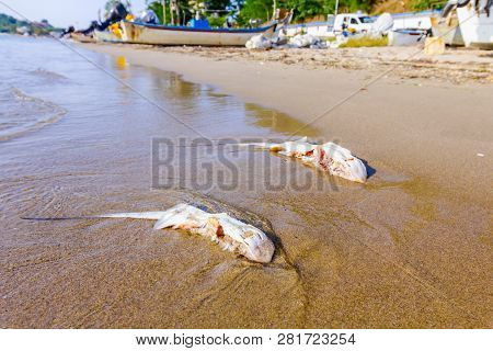 Carcass Of Dead, Killed Stingray With Chop Off Wings Is Washed Up By The Sea On Sandy Beach.