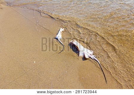 Carcass Of Dead, Killed Stingray With Chop Off Wings Is Washed Up By The Sea On Sandy Beach.