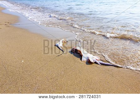 Carcass Of Dead, Killed Stingray With Chop Off Wings Is Washed Up By The Sea On Sandy Beach.