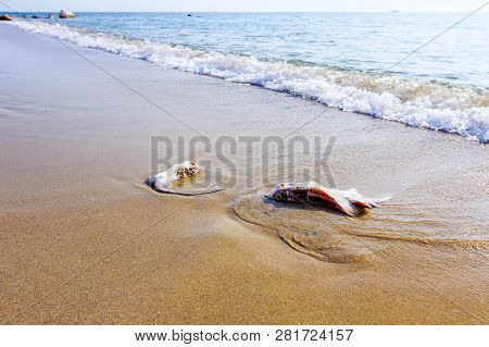 Carcass Of Dead, Killed Stingray With Chop Off Wings Is Washed Up By The Sea On Sandy Beach.