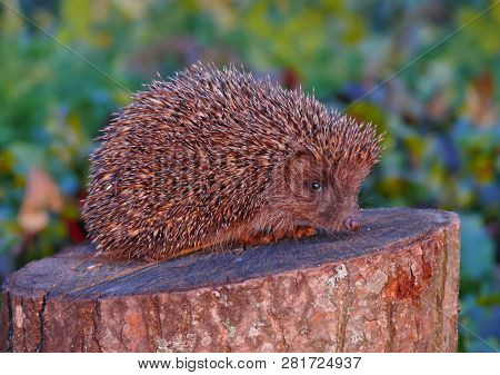 Northern White-breasted Hedgehog Sitting On A Stump