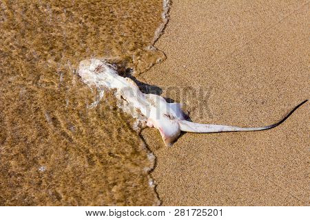 Carcass Of Dead, Killed Stingray With Chop Off Wings Is Washed Up By The Sea On Sandy Beach.