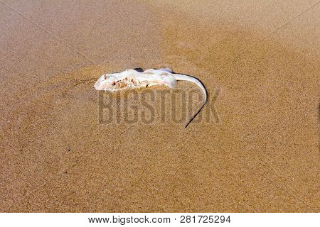 Carcass Of Dead, Killed Stingray With Chop Off Wings Is Washed Up By The Sea On Sandy Beach.