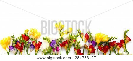 Spring Background. Beautiful Spring Freesia Flowers On A White Background. Place For Text, Close-up.