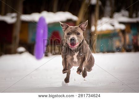 Staffordshire Bull Terrier Dog Is Running For Dog Puller.