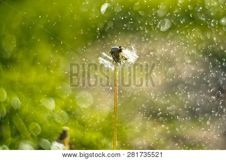 Bright Summer Green Natural Background With Bokeh From Drops And White Noob. Natural Background With