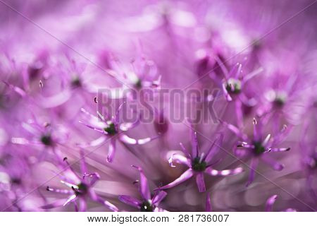 Close Up Of An Alium Gigantium Flower Head Alium Flower With Dandelion Flower Structure Wit Water Dr