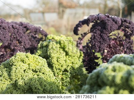 Superfood Green And Red Borecole Or Kale In Vegetable Garden