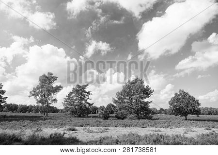 Buoyed By Climate Change Invasive Plant Taking Over Landscape. Nature Landscape With Trees Blue Sky 