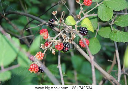 Wild Blackberries In The Agios Nikolaos Park Naousa Greece