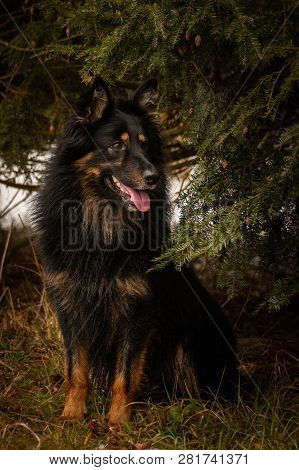 Portrait Of Bohemian Shepherd Under The Pine.