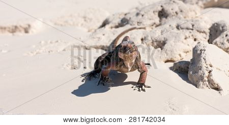 animal, fauna and nature concept - exuma island iguana in the bahamas
