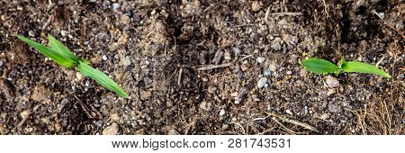 Topview, Sprouts Of Sweetcorn Growing Up, Development Of Zea Mays, Panorama
