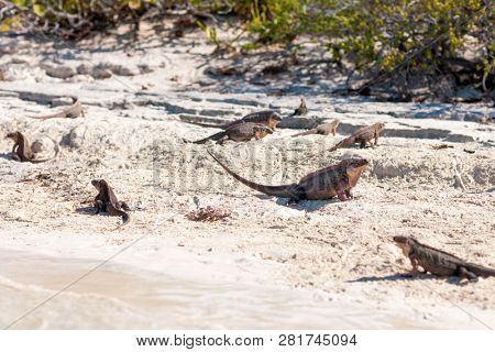 animal, fauna and nature concept - exuma island iguanas in the bahamas