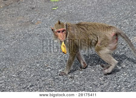 Ugudelighed aben med bananer, Pattaya, Thailand