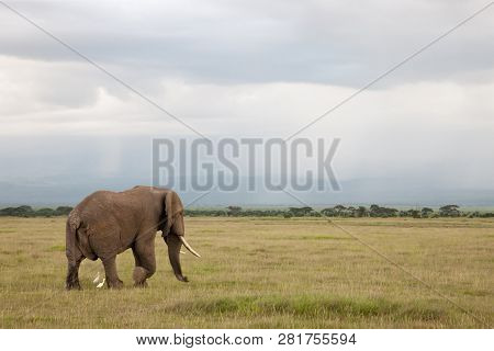 Elephant Is Walking In The Savannah With Birds On A Very Cloudy Day