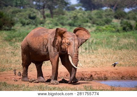 Elephants In The Savannah Near A Water Hole Comes To Drink