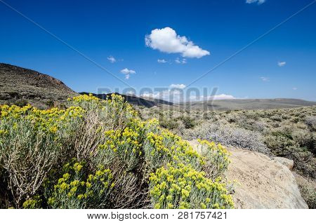 Desert Sagebrush In The High Desert Of California Eastern Sierra