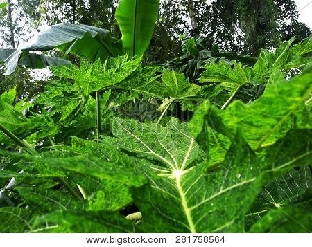 Green Leaf Background Image Of Nature For Wallpaper