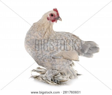 Dutch Booted Bantam In Front Of White Background