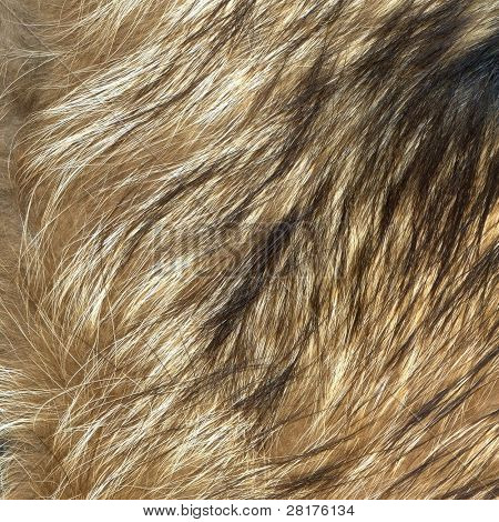 Close up texture pelliccia lupo a sfondo