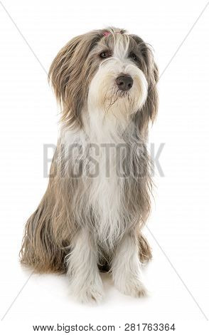 Bearded Collie In Front Of White Background