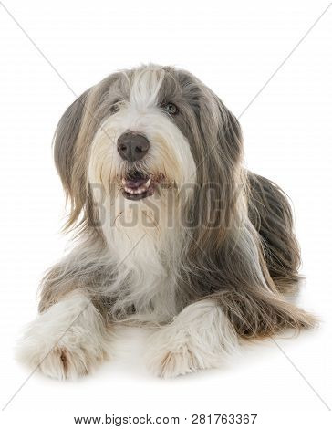 Bearded Collie In Front Of White Background