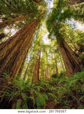 Redwood Forest Landscape In Beautiful Northern California