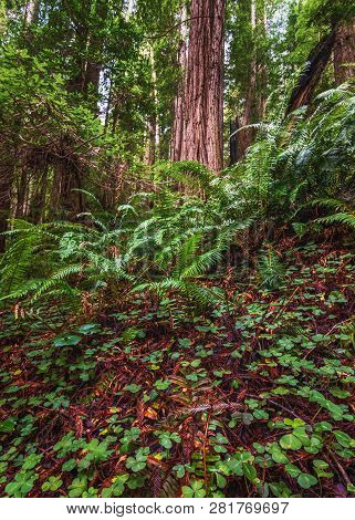 Redwood Forest Landscape In Beautiful Northern California