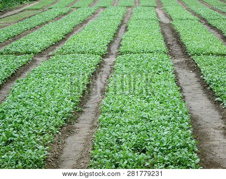 Seedlings Of Young Cabbage In Futog, Serbia