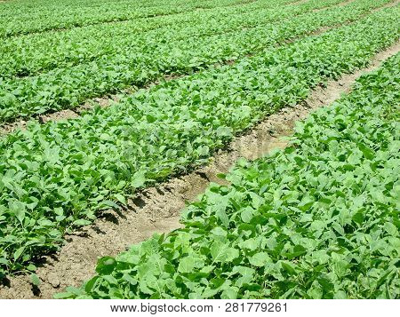 Seedlings Of Young Cabbage In Futog, Serbia