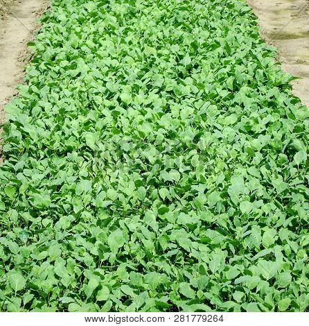 Seedlings Of Young Cabbage In Futog, Serbia