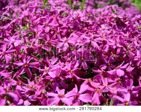 Phlox Subulata, Moss Phlox Or Mountain Phlox Flowers Background. Purple Flowers For Background, Top 