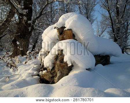 Snow And Ice Covered Log In The Winter Freezing Day. River Danube Environment, Futog Serbia