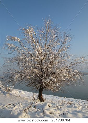 Snow And Ice Covered Tree In The Winter Freezing Day. River Danube Environment, Futog Serbia