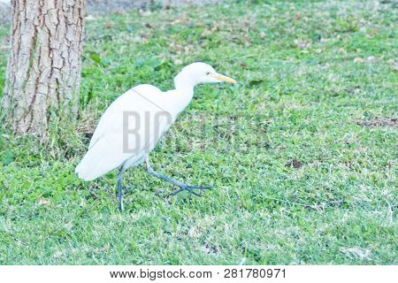 Little Egret Standing At The Edge Of A Pond To Catch A Fish. Little Egret Egretta Garzetta Is A Smal
