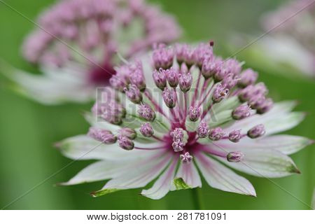 Macro Shot Of Two White Astrantia Flowers In Bloom