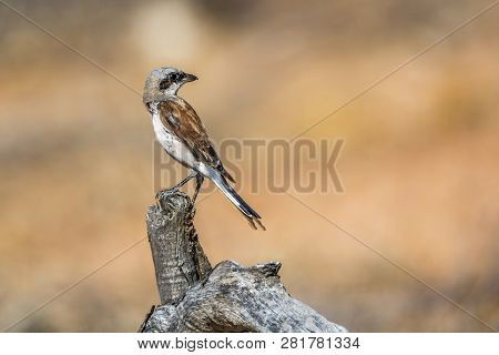 Red-backed Shrike Isolated In Blur Background In Kruger National Park, South Africa ; Specie Lanius 