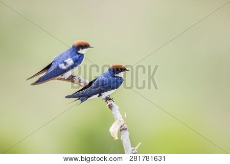 Wire Tailed Swallow In Kruger National Park, South Africa ; Specie Hirundo Smithii Family Of Hirundi