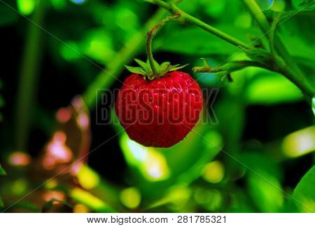 Wild Strawberry Hanging In The Wild Forest