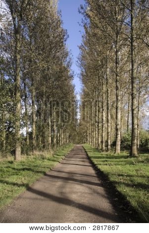 Árvores