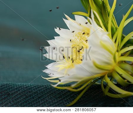Closeup Of Fragrant White Flowers Of Dragon Fruit Pollinated By Australian Bees
