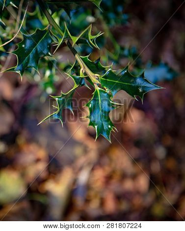 Fresh Green Holly Growing In A Typical English Autumn Back Garden
