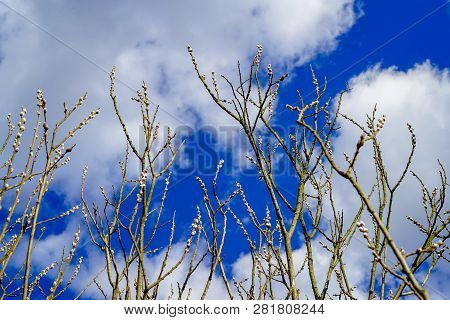 Pussywillow (salix Caprea) Branches Against Bright Blue Sky And White Clouds In Spring. Willow Catki