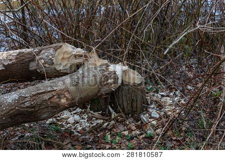 Beaver Damaged Trees At Vancouver Bc Canada