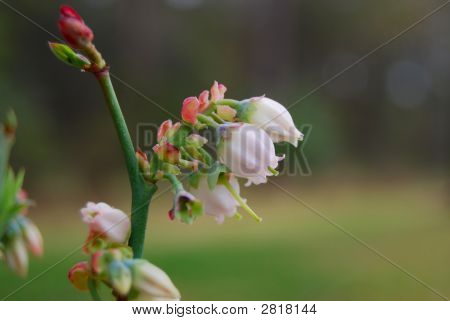 블루베리 꽃