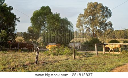 Cattle Being Moved By A Drove Through Trees In Early Morning Light