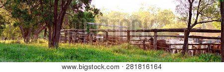 Cattle Being Round Up Into Yards In Late Afternoon Light, Ready For Droving To Another Property In T